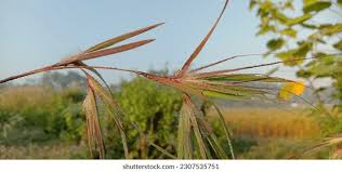 Image result for Themeda triandra