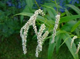 Image result for Persicaria lapathifolia