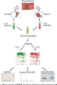 Figure 1 From 2d Differential In Gel Electrophoresis For The