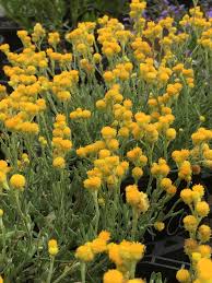Maybe you would like to learn more about one of these? Yellow Buttons Chrysocephalum Apiculatum Ramosissimum Native Plant Project