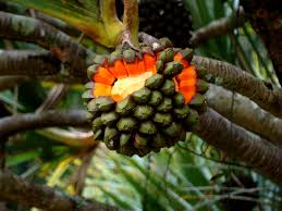 Image result for Pandanus utilis