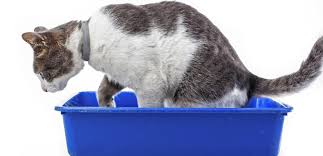 2 welche ursachen gibt es für blut im stuhl? Meine Katze Hat Blut Im Urin Ist Das Gefahrlich Tiermedizin Dr Gumpert