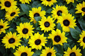 Ngii is striving to propagate. How Tiny Artificial Sunflowers Track And Harvest Solar Energy