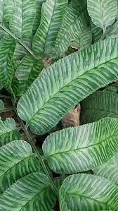 Image result for Coniogramme