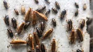 Cockroaches communicate via bacteria in their feces | Science | AAAS