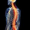 Central nervous system the central nervous system (cns) consists of the spinal cord and the brain. Https Encrypted Tbn0 Gstatic Com Images Q Tbn And9gcspglibyeloaw3hcy7qy22s3 Rytwrjhbrojwggr12cpum Stwl Usqp Cau