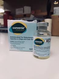 .use convenia on any cats (see convenia: Convenia Cefovecin Zoetis Us Is A Wildlife Repair Shop Facebook