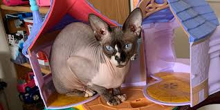 Barenuddles sphynx offers adorable sphynx kittens for sale. Homeless Man Rescues 16 Dogs And Cats From Atlanta Fire