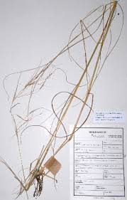 Image result for Hyparrhenia anamesa