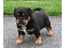 Use them in commercial designs under lifetime, perpetual & worldwide rights. Free Rottweiler Puppies For Adoption