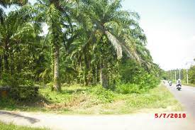 Meningkatnya produksi dan ekspor kelapa sawit indonesia, belum sepenuhnya terserap oleh penerimaan negara dari pajak. Ladang Kelapa Sawit In English Investasi Kelapa Sawit Check Kelapa Sawit Translations Into English Anrh Vert