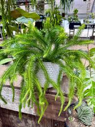 Image result for Huperzia mildbraedii