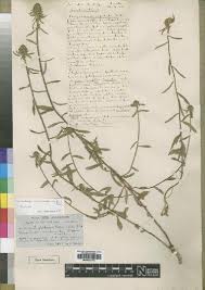 Image result for Wahlenbergia subaphylla