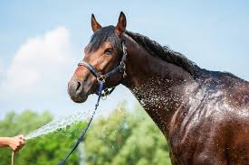 Using Kestrel Drop To Measure Heat Index For Horses