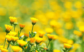 Poppies flower field summer background. 1536x864px Free Download Hd Wallpaper Yellow Flowers Field Glare Blurred Background Nature Plant Wallpaper Flare