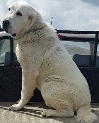 Gumus 2years Old Alabai From Turkiye Selcukhanbas Caes