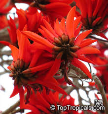 Image result for Erythrina lysistemon