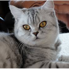 Find a british shorthair on gumtree, the #1 site for cats & kittens for sale classifieds ads in the uk. British Shorthair Breeders Australia British Shorthair Info Kittens