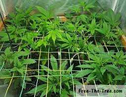 Humidity is important at this stage and some growers use humidity domes to keep the seedlings in their comfort zone. Humidity Levels For Marijuana What Humidity Levels In The Grow Room