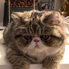 Registered * pkd negative * felv,fiv negative * come with a written health cert * vaccines,deworming given by vet. Buy Exotic Shorthair Kitten Cat For Sale Online In India