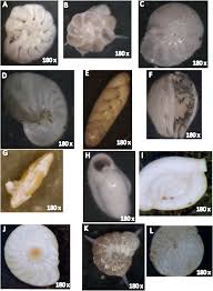 Image result for Lijndenia sp. cf barteri