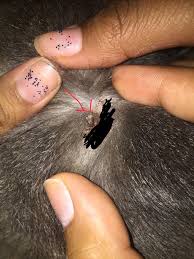 Image result for flea bite