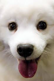 Black American Eskimo Dog Price Differences Between American Eskimo And Japanese Spitz Japanese Spitz Miniature American Eskimo American Eskimo Dog