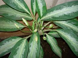 Maybe you would like to learn more about one of these? Aglaonema Silver Bay Eflora Of India