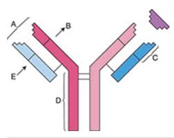 A P Final Chapter 18 Lymphatic System And Immunity 4 Are Wrong Argh Diagram Quizlet