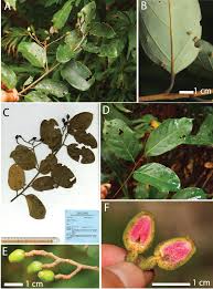 Image result for Cryptocarya liebertiana