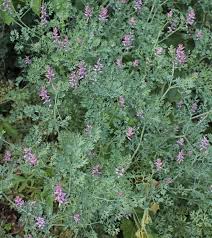 Image result for Fumaria abyssinica