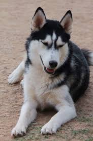 Black White And Brown Husky Girlwithacookie Snuck A Vote For Kiba In Before I Dog Cat Yukon Wolf Wolf Dog