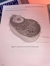 Cell cycle tutorial from cells alive! the digital videos presented in this gallery investigate animal cell motility patterns in a wide variety of morphologically different specimens. Delete P Lar Cell Structure And Function Label The Chegg Com