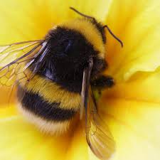 Bumble bees we mostly only know as fuzzy and bigger honey bees, but they are much more than that. Do Bumble Bees Sting Green Pest Solutions