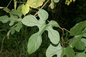 Image result for Ampelocissus africana