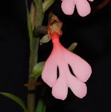 Image result for Habenaria holubii
