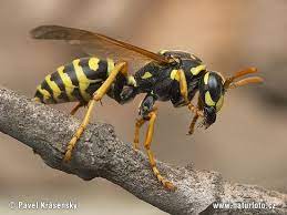 The Problem Of Warning Coloration Insects Wasp Bugs And Insects