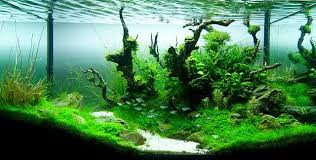 Miniature Underwater Garden Iaplc 2011 Rank162 By Aidsax Via Flickr Planted Aquarium Aquascape Underwater