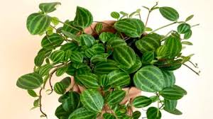 Image result for Duosperma quadrangulare