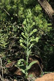 Image result for Bonatea antennifera