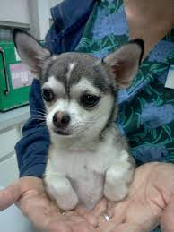 Chihuahua That Looks Like A Husky Mini Husky Lol Husky Memes Chihuahua Cute Animals