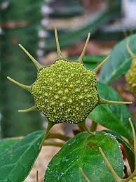 Image result for Dorstenia