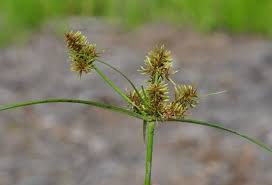 Image result for Cyperus cyperoides