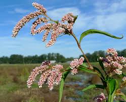 Image result for Persicaria lapathifolia