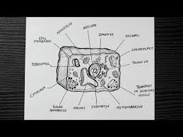 Diagram Of Plant Cell How To Draw Plant Cell Easy Step By Step Plant Cell Diagram Youtube Plant Cell Diagram Cell Diagram Plant Cell Drawing