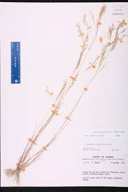 Image result for Eragrostis gangetica