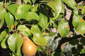 Fix your device without data loss. Pear Rust