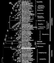 Image result for Stenostelma corniculatum