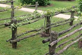 Gardens In Colonial Williamsburg Va Espalier Fruit Trees Garden Vines Garden Fence