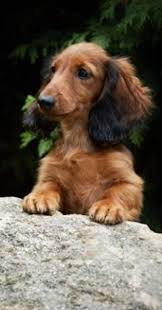 Beautiful Shaded Red Long Hair Dachshund Dachshund Love Dachshund Breed Long Haired Dachshund